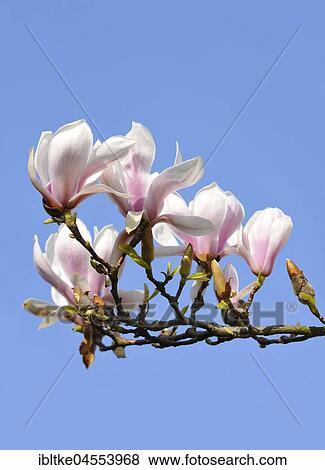 Chinese Magnolia (Magnolia x soulangeana) Amabilis cultural form, Baden Württemberg, Germany, Europe View Large Photo Image Stock Photo - Chinese Magnolia (Magnolia x soulangeana) Amabilis cultural form, Baden Württemberg, Germany, Europe. Fotosearch