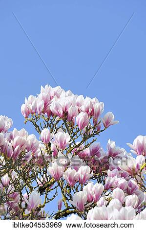 Chinese Magnolia (Magnolia x soulangeana) Amabilis cultural form, Baden Württemberg, Germany, Europe View Large Photo Image Stock Photo - Chinese Magnolia (Magnolia x soulangeana) Amabilis cultural form, Baden Württemberg, Germany, Europe. Fotosearch