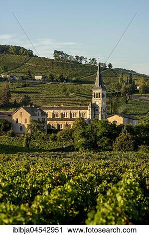 Stock Image - Chénas village, Beaujolais vineyard, Rhone, Region Auvergne-Rhône-Alpes, France, Europe. Fotosearch