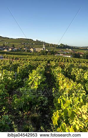 Chénas village, Beaujolais vineyard, Rhone, Region Auvergne-Rhône-Alpes, France, Europe View Large Photo Image Stock Image - Chénas village, Beaujolais vineyard, Rhone, Region Auvergne-Rhône-Alpes, France, Europe. Fotosearch