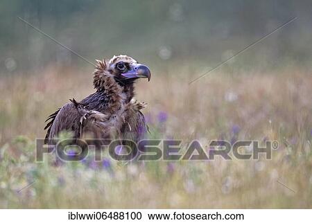 Stock Image - Cinereous vulture (Aegypius monachus) with prey, in a flower meadow, portrait, Extremadura, Spain, Europe. Fotosearch