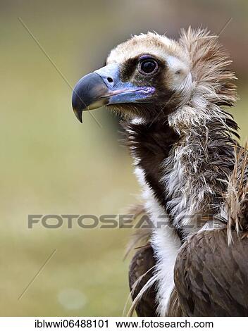 Stock Image - Cinereous vulture (Aegypius monachus) with prey, portrait, Extremadura, Spain, Europe. Fotosearch