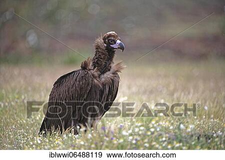 Cinereous vulture (Aegypius monachus) with prey, in a flower meadow, portrait, Extremadura, Spain, Europe View Large Photo Image Stock Photo - Cinereous vulture (Aegypius monachus) with prey, in a flower meadow, portrait, Extremadura, Spain, Europe. Fotosearch