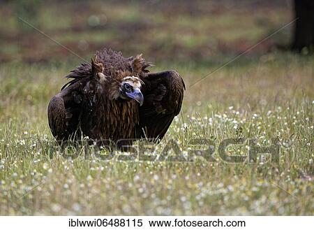 Stock Photography - Cinereous vulture (Aegypius monachus) with prey, in a flower meadow, portrait, Extremadura, Spain, Europe. Fotosearch