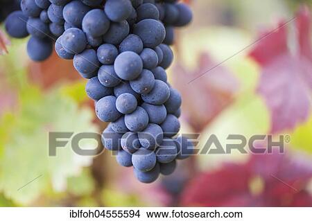 Picture - Close-up of a grapevine with blue grapes in front of colorful vine leaves on the Moselle, Rhineland-Palatinate, Germany, Europe. Fotosearch