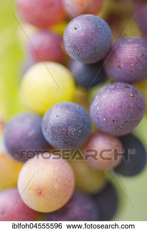 Stock Photograph - Close-up of a grapevine with blue grapes in varying degrees of maturity on the Moselle, Rhineland-Palatinate, Germany, Europe. Fotosearch