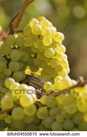 Stock Image - Close-up of grape vine with Riesling grapes near Bremm, Moselle, Rhineland-Palatinate, Germany, Europe. Fotosearch