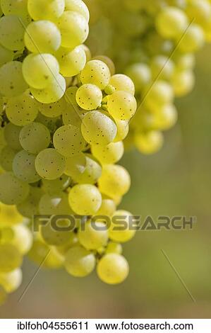 Stock Image - Close-up of grape vine with Riesling grapes near Bremm, Moselle, Rhineland-Palatinate, Germany, Europe. Fotosearch