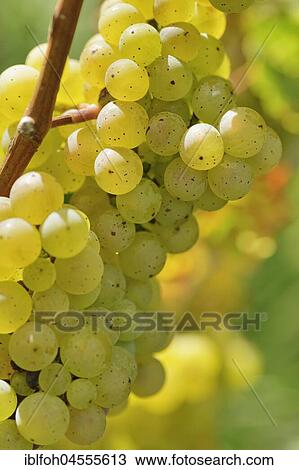 Close-up of grape vine with Riesling grapes near Bremm, Moselle, Rhineland-Palatinate, Germany, Europe View Large Photo Image Stock Image - Close-up of grape vine with Riesling grapes near Bremm, Moselle, Rhineland-Palatinate, Germany, Europe. Fotosearch