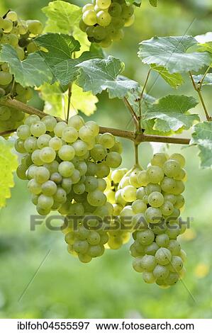 Close-up of grape vine with Riesling grapes near Bremm, Moselle, Rhineland-Palatinate, Germany, Europe View Large Photo Image Stock Photo - Close-up of grape vine with Riesling grapes near Bremm, Moselle, Rhineland-Palatinate, Germany, Europe. Fotosearch
