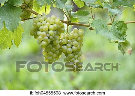Close-up of grape vine with Riesling grapes near Bremm, Moselle, Rhineland-Palatinate, Germany, Europe View Large Photo Image Stock Photo - Close-up of grape vine with Riesling grapes near Bremm, Moselle, Rhineland-Palatinate, Germany, Europe. Fotosearch