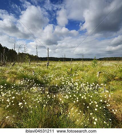 Cloud atmosphere in the moor, Cottongrass (Eriophorum) flowering, Müritz National Park, subterritory Serrahn, Mecklenburg-Western Pomerania, Germany, Europe View Large Photo Image Stock Image - Cloud atmosphere in the moor, Cottongrass (Eriophorum) flowering, Müritz National Park, subterritory Serrahn, Mecklenburg-Western Pomerania, Germany, Europe. Fotosearch