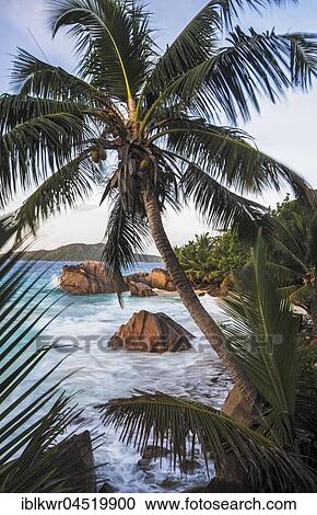 Stock Image - Coconut tree at rocky beach by the sea, La Digue, Indian Ocean, Seychelles, Africa. Fotosearch