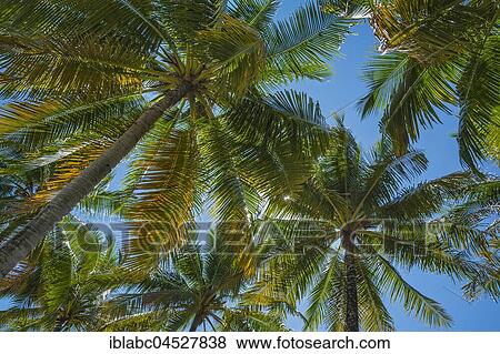Coconut trees (Cocos nucifera), Arborek Island, Raja-Ampat, Western New Guinea, Indonesia, Asia View Large Photo Image Stock Photo - Coconut trees (Cocos nucifera), Arborek Island, Raja-Ampat, Western New Guinea, Indonesia, Asia. Fotosearch
