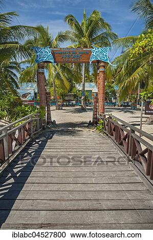 Stock Image - Coconut trees (Cocos nucifera) at the footbridge, Arborek Island, Raja-Ampat, Western New Guinea, Indonesia, Asia. Fotosearch
