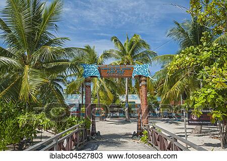 Coconut trees (Cocos nucifera) at the footbridge, Arborek Island, Raja-Ampat, Western New Guinea, Indonesia, Asia View Large Photo Image Stock Image - Coconut trees (Cocos nucifera) at the footbridge, Arborek Island, Raja-Ampat, Western New Guinea, Indonesia, Asia. Fotosearch