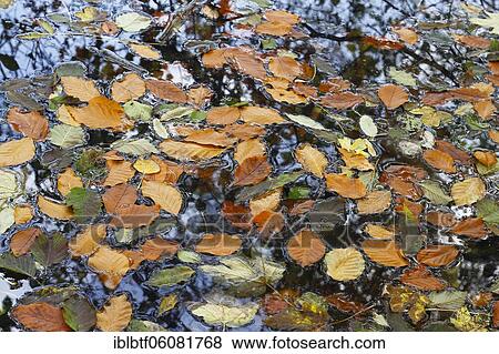 Stock Photo - Colorful autumn leaves on water surface, North Rhine-Westphalia, Germany, Europe. Fotosearch