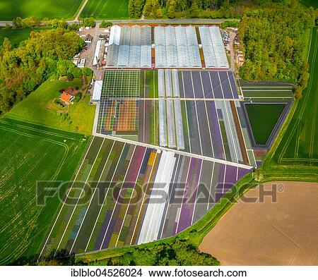 Colorful potted plants in rows, nursery, garden center, Nordkirchen, Münsterland, North Rhine-Westphalia, Germany, Europe View Large Photo Image Picture - Colorful potted plants in rows, nursery, garden center, Nordkirchen, Münsterland, North Rhine-Westphalia, Germany, Europe. Fotosearch