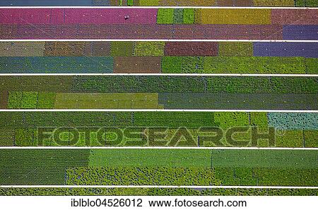 Colorful potted plants in rows, nursery, garden center, Nordkirchen, Münsterland, North Rhine-Westphalia, Germany, Europe View Large Photo Image Stock Image - Colorful potted plants in rows, nursery, garden center, Nordkirchen, Münsterland, North Rhine-Westphalia, Germany, Europe. Fotosearch
