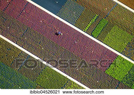 Colorful potted plants in rows, nursery, garden center, Nordkirchen, Münsterland, North Rhine-Westphalia, Germany, Europe View Large Photo Image Stock Image - Colorful potted plants in rows, nursery, garden center, Nordkirchen, Münsterland, North Rhine-Westphalia, Germany, Europe. Fotosearch