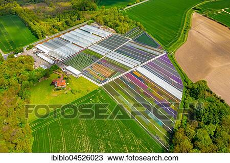 Colorful potted plants in rows, nursery, garden center, Nordkirchen, Münsterland, North Rhine-Westphalia, Germany, Europe View Large Photo Image Stock Image - Colorful potted plants in rows, nursery, garden center, Nordkirchen, Münsterland, North Rhine-Westphalia, Germany, Europe. Fotosearch