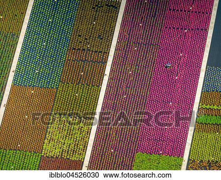 Colorful potted plants in rows, nursery, garden center, Nordkirchen, Münsterland, North Rhine-Westphalia, Germany, Europe View Large Photo Image Stock Image - Colorful potted plants in rows, nursery, garden center, Nordkirchen, Münsterland, North Rhine-Westphalia, Germany, Europe. Fotosearch