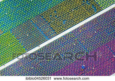 Colorful potted plants in rows, nursery, garden center, Nordkirchen, Münsterland, North Rhine-Westphalia, Germany, Europe View Large Photo Image Stock Image - Colorful potted plants in rows, nursery, garden center, Nordkirchen, Münsterland, North Rhine-Westphalia, Germany, Europe. Fotosearch