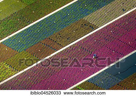 Colorful potted plants in rows, nursery, garden center, Nordkirchen, Münsterland, North Rhine-Westphalia, Germany, Europe View Large Photo Image Stock Image - Colorful potted plants in rows, nursery, garden center, Nordkirchen, Münsterland, North Rhine-Westphalia, Germany, Europe. Fotosearch