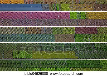 Colorful potted plants in rows, nursery, garden center, Nordkirchen, Münsterland, North Rhine-Westphalia, Germany, Europe View Large Photo Image Stock Photo - Colorful potted plants in rows, nursery, garden center, Nordkirchen, Münsterland, North Rhine-Westphalia, Germany, Europe. Fotosearch