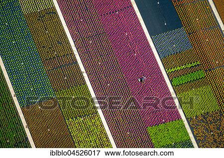 Colorful potted plants in rows, nursery, garden center, Nordkirchen, Münsterland, North Rhine-Westphalia, Germany, Europe View Large Photo Image Stock Photo - Colorful potted plants in rows, nursery, garden center, Nordkirchen, Münsterland, North Rhine-Westphalia, Germany, Europe. Fotosearch