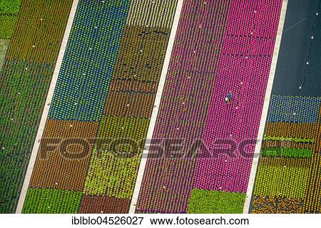 Colorful potted plants in rows, nursery, garden center, Nordkirchen, Münsterland, North Rhine-Westphalia, Germany, Europe View Large Photo Image Stock Photo - Colorful potted plants in rows, nursery, garden center, Nordkirchen, Münsterland, North Rhine-Westphalia, Germany, Europe. Fotosearch