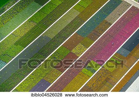 Colorful potted plants in rows, nursery, garden center, Nordkirchen, Münsterland, North Rhine-Westphalia, Germany, Europe View Large Photo Image Stock Photo - Colorful potted plants in rows, nursery, garden center, Nordkirchen, Münsterland, North Rhine-Westphalia, Germany, Europe. Fotosearch