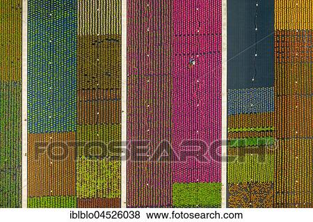 Colorful potted plants in rows, nursery, garden center, Nordkirchen, Münsterland, North Rhine-Westphalia, Germany, Europe View Large Photo Image Stock Photo - Colorful potted plants in rows, nursery, garden center, Nordkirchen, Münsterland, North Rhine-Westphalia, Germany, Europe. Fotosearch