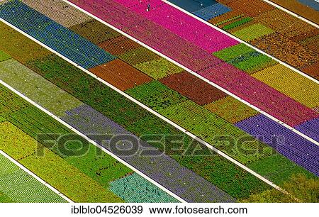 Colorful potted plants in rows, nursery, garden center, Nordkirchen, Münsterland, North Rhine-Westphalia, Germany, Europe View Large Photo Image Stock Photo - Colorful potted plants in rows, nursery, garden center, Nordkirchen, Münsterland, North Rhine-Westphalia, Germany, Europe. Fotosearch