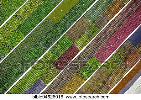 Colorful potted plants in rows, nursery, garden center, Nordkirchen, Münsterland, North Rhine-Westphalia, Germany, Europe View Large Photo Image Stock Photograph - Colorful potted plants in rows, nursery, garden center, Nordkirchen, Münsterland, North Rhine-Westphalia, Germany, Europe. Fotosearch