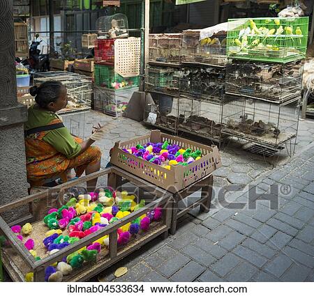 Colorfully colored chicks and bird cages with birds at sales stall, bird market, Pasar Ngasem, Yogyakarta, Java, Indonesia, Asia View Large Photo Image Picture - Colorfully colored chicks and bird cages with birds at sales stall, bird market, Pasar Ngasem, Yogyakarta, Java, Indonesia, Asia. Fotosearch