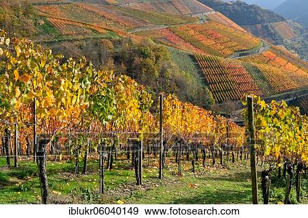 Stock Photo - Colourful autumn atmosphere in the vineyards of the Ahr valley, Rhineland-Palatinate, Germany, Europe. Fotosearch