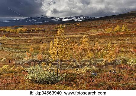 Colourful autumn landscape on the Saltfjellet, plateau at the Arctic Circle near the city of Mo i Rana, Norway, Europe View Large Photo Image Stock Image - Colourful autumn landscape on the Saltfjellet, plateau at the Arctic Circle near the city of Mo i Rana, Norway, Europe. Fotosearch
