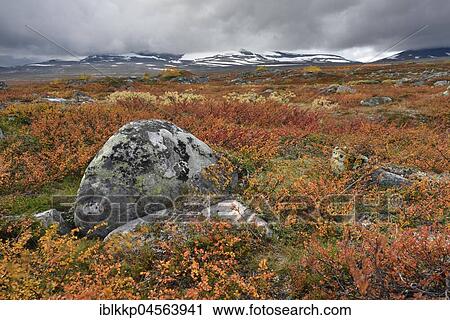 Stock Image - Colourful autumn landscape on the Saltfjellet, plateau at the Arctic Circle near the city of Mo i Rana, Norway, Europe. Fotosearch