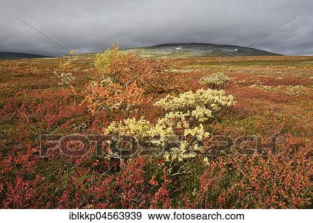 Colourful autumn landscape on the Saltfjellet, plateau at the Arctic Circle near the city of Mo i Rana, Norway, Europe View Large Photo Image Stock Photo - Colourful autumn landscape on the Saltfjellet, plateau at the Arctic Circle near the city of Mo i Rana, Norway, Europe. Fotosearch