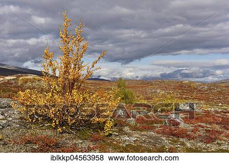 Colourful autumn landscape on the Saltfjellet, plateau at the Arctic Circle near the city of Mo i Rana, Norway, Europe View Large Photo Image Stock Photo - Colourful autumn landscape on the Saltfjellet, plateau at the Arctic Circle near the city of Mo i Rana, Norway, Europe. Fotosearch
