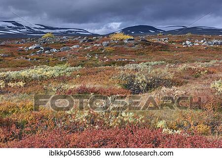 Colourful autumn landscape on the Saltfjellet, plateau at the Arctic Circle near the city of Mo i Rana, Norway, Europe View Large Photo Image Stock Photograph - Colourful autumn landscape on the Saltfjellet, plateau at the Arctic Circle near the city of Mo i Rana, Norway, Europe. Fotosearch