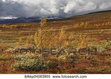 Colourful autumn landscape on the Saltfjellet, plateau at the Arctic Circle near the city of Mo i Rana, Norway, Europe View Large Photo Image Stock Photography - Colourful autumn landscape on the Saltfjellet, plateau at the Arctic Circle near the city of Mo i Rana, Norway, Europe. Fotosearch