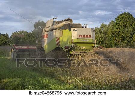 Stock Photograph - Combine harvester threshing rape (Brassica napus), Mecklenburg-Western Pomerania, Germany, Europe. Fotosearch