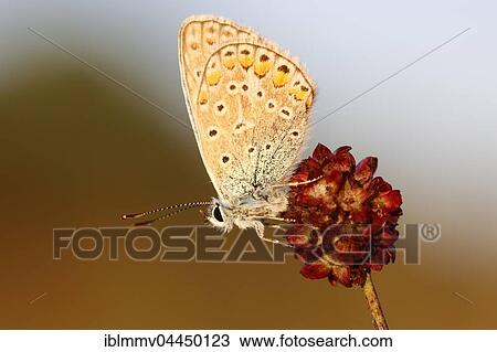 Common Blue (Polyommatus icarus) butterfly on a great burnet (Sanguisorba officinalis), Middle Elbe Biosphere Reserve, Dessau, Saxony-Anhalt, Germany, Europe View Large Photo Image Stock Image - Common Blue (Polyommatus icarus) butterfly on a great burnet (Sanguisorba officinalis), Middle Elbe Biosphere Reserve, Dessau, Saxony-Anhalt, Germany, Europe. Fotosearch