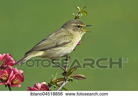 Stock Photograph - Common chiffchaff (Phylloscopus collybita) singing on flower branch, Burgenland, Austria, Europe. Fotosearch