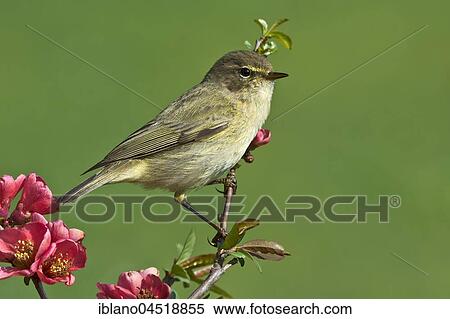 Stock Photography - Common chiffchaff (Phylloscopus collybita), Limbach, Burgenland, Austria, Europe. Fotosearch