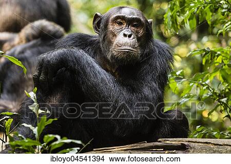 Picture - Common chimpanzee (Pan Troglodytes) in forest, Kibale National Park, Uganda, Africa. Fotosearch
