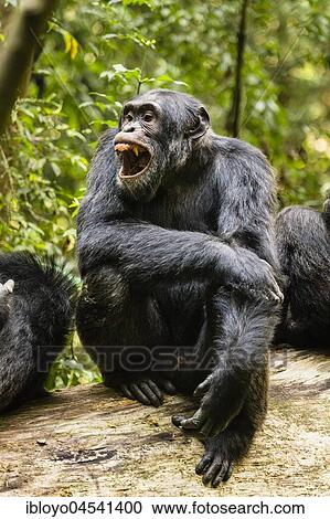 Stock Image - Common chimpanzee (Pan Troglodytes) in forest, Kibale National Park, Uganda, Africa. Fotosearch