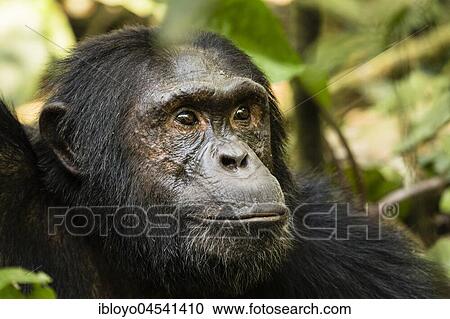 Stock Image - Common chimpanzee (Pan Troglodytes) in forest, portrait, Kibale National Park, Uganda, Africa. Fotosearch
